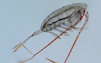 A subarctic copepod species is one of the keystone zooplankton species in the Gulf of Alaska.